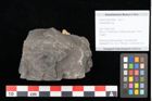 Foto (Objekt + Etikett) von Camptopteris sp.  (NHMW-GEO-2024-0188-10508)